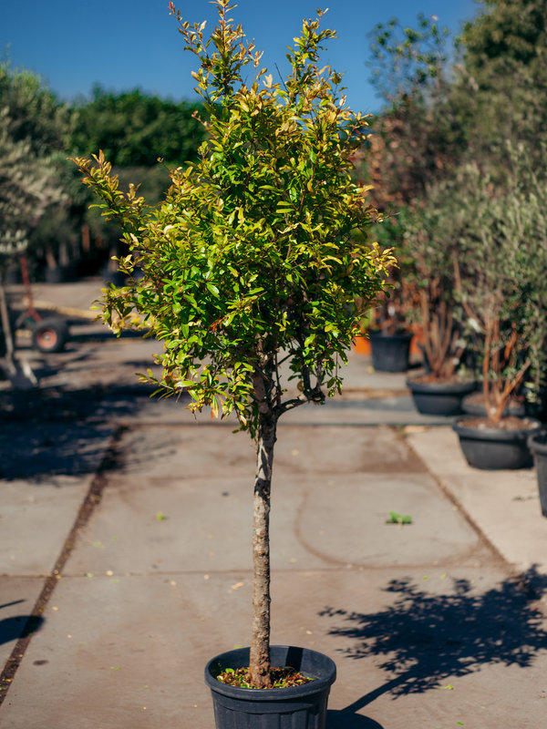 Granaatappelboom – Punica Granatum