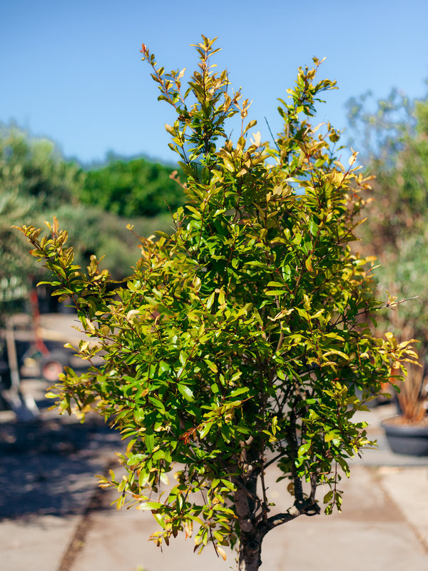 Granaatappelboom – Punica Granatum