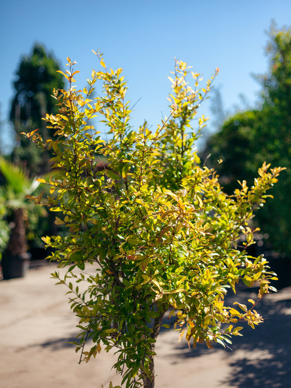 Granaatappelboom – Punica Granatum