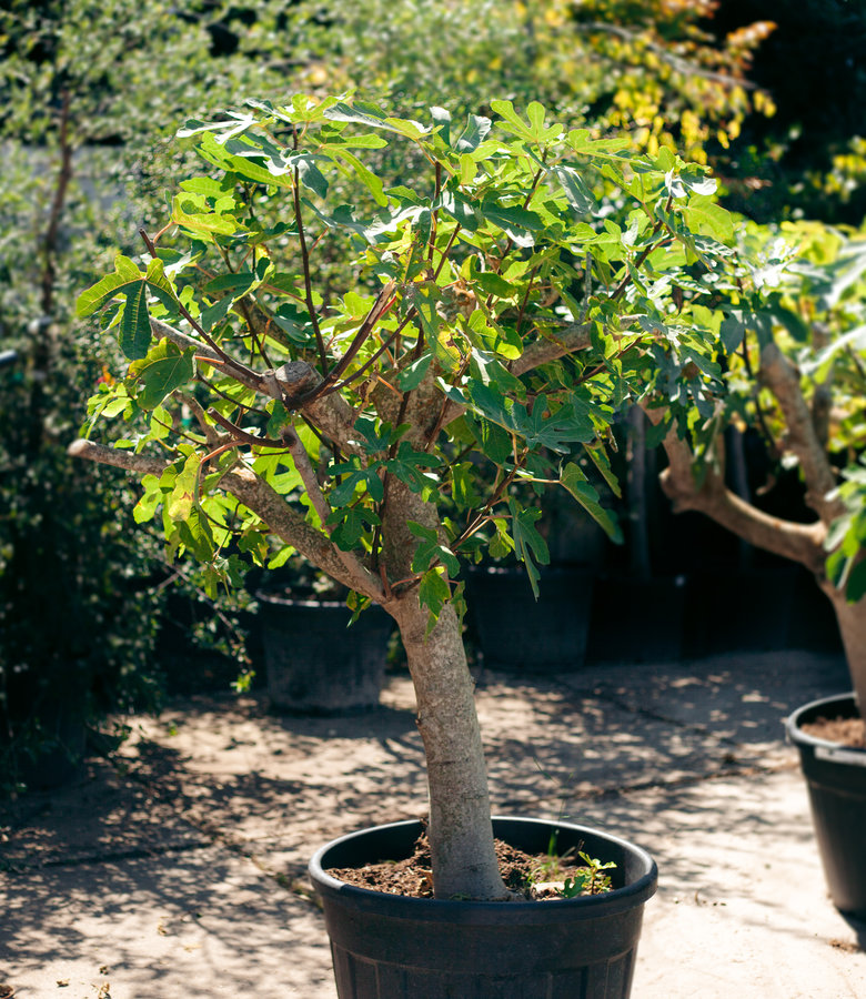 Vijgenboom, dikke stam | Ficus carica