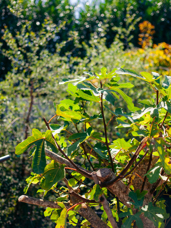 Vijgenboom dikke stam