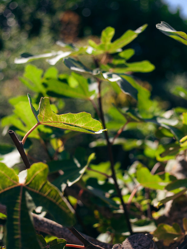 Vijgenboom dikke stam