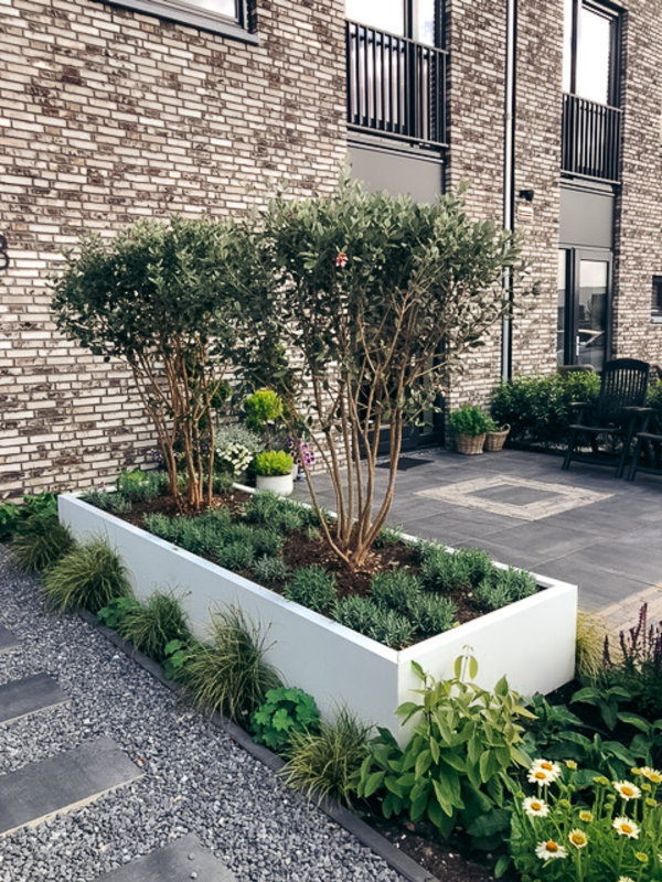 Ananasguave - Feijoa sellowiana