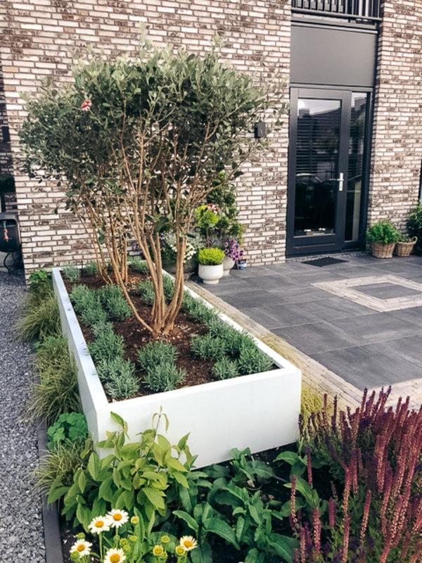 Ananasguave - Feijoa sellowiana