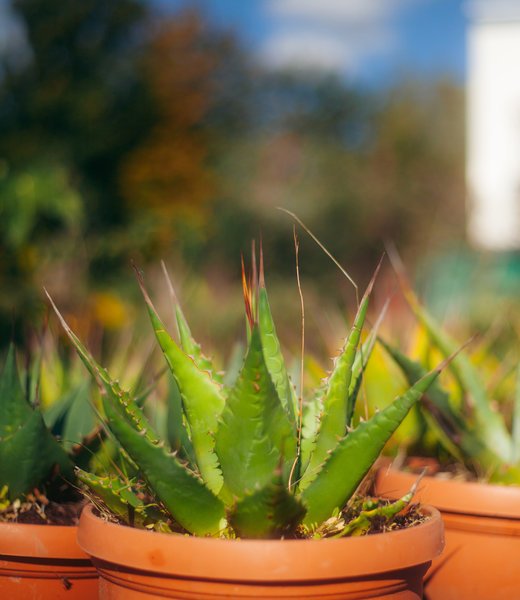 Agave deserti | Agave deserti