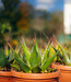 Agave deserti | Agave deserti