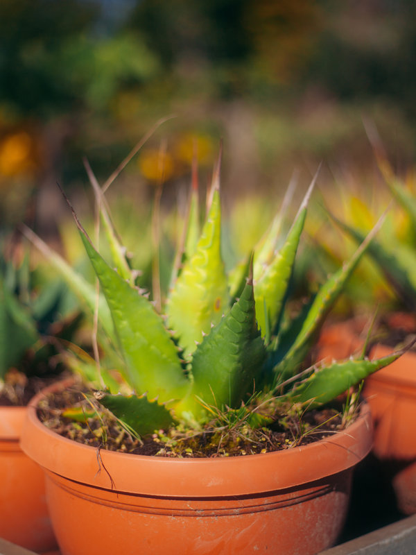 Agave Deserti