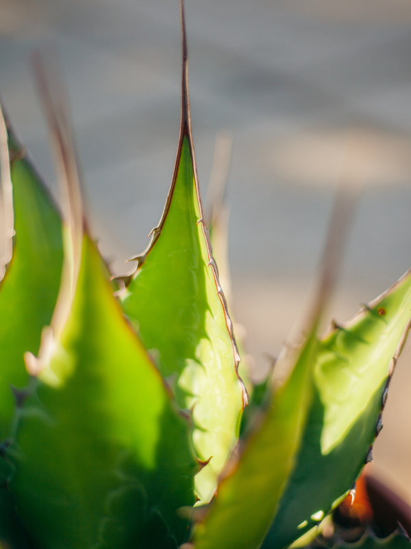 Agave Deserti