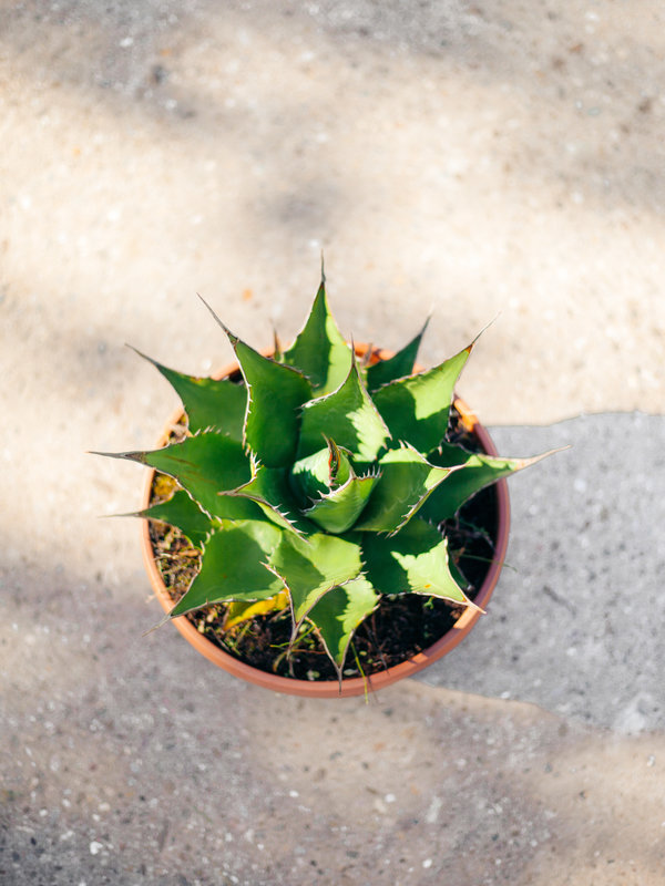 Agave Deserti