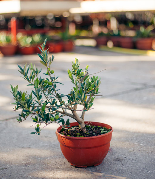 Olijfboompje, wilde vorm | Olea europaea