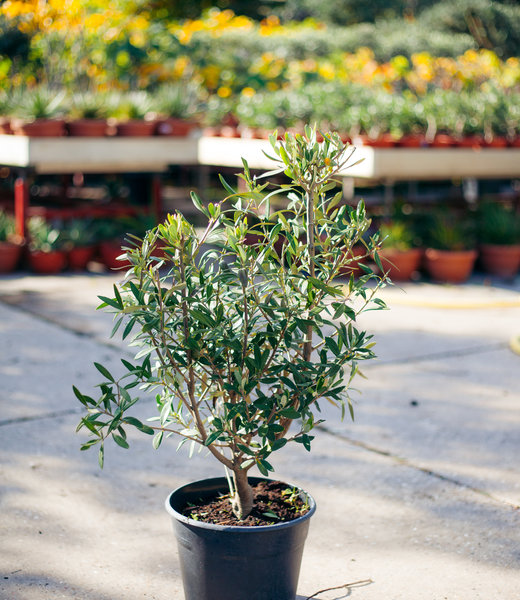 Olijfstruik, klein | Olea europaea