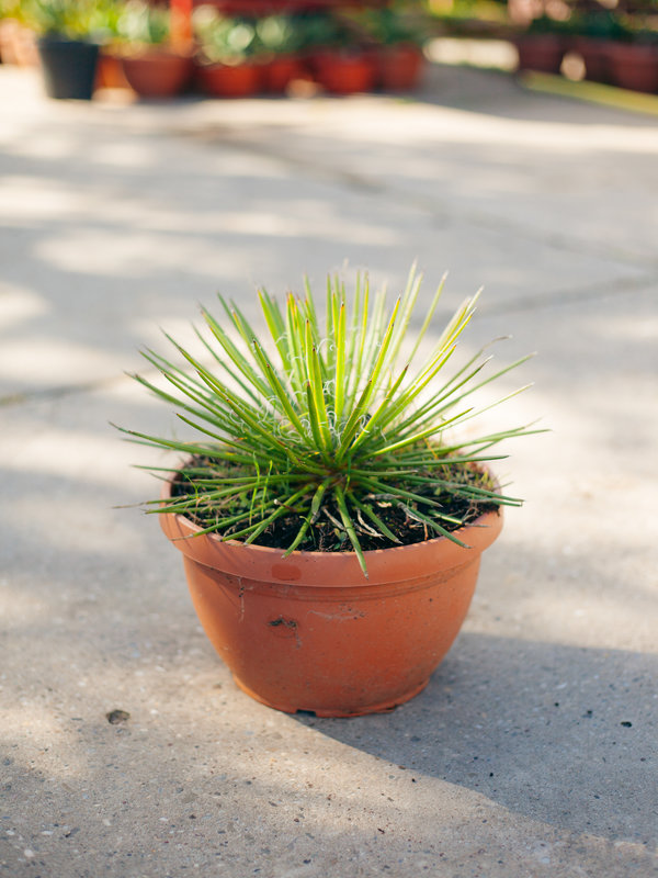 Palmlelie - Yucca Rostrata