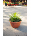 Palmlelie | Yucca Rostrata