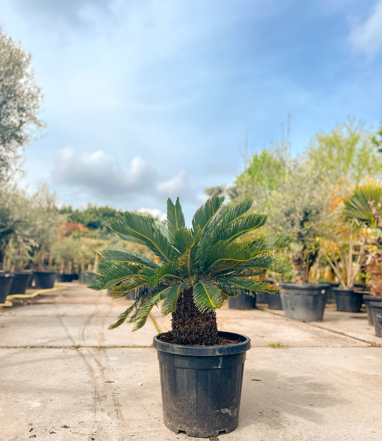 Vredespalm | Cycas revoluta