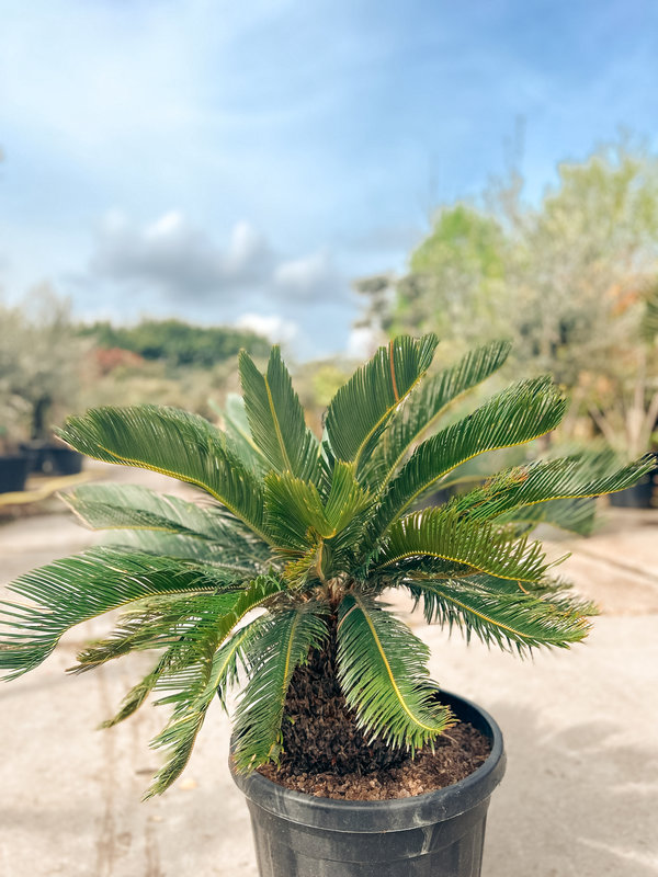 Vredespalm -  Cycas revoluta
