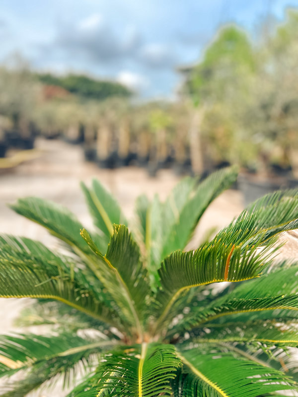 Vredespalm -  Cycas revoluta