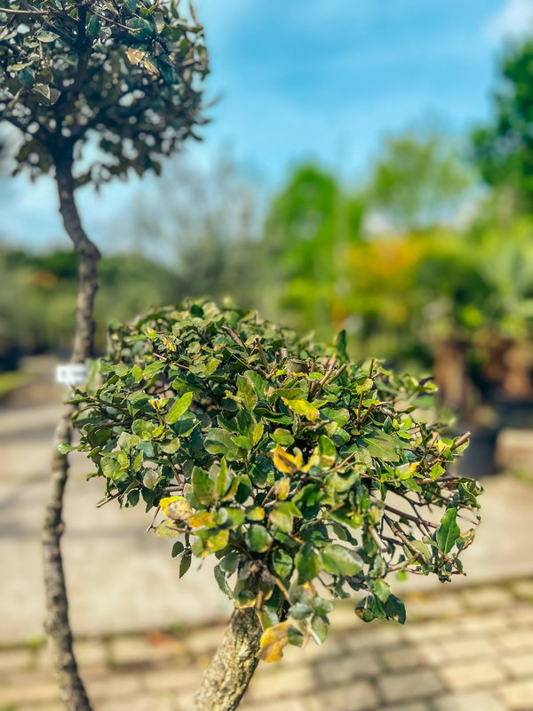 Kurkeik | Quercus Suber | Pom Pom klein