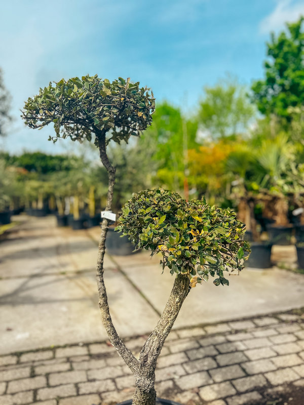 Kurkeik | Quercus Suber | Pom Pom klein