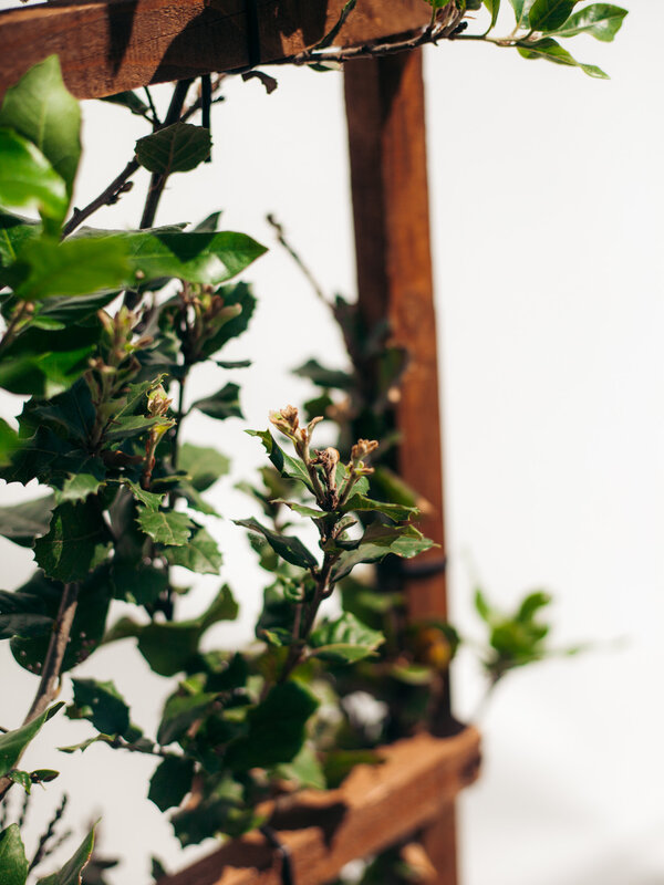 Steeneik scherm | Hoogte 150 cm