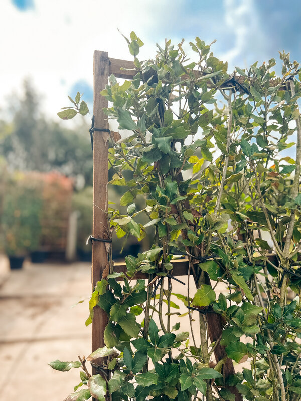 Steeneik scherm | Hoogte 150 cm