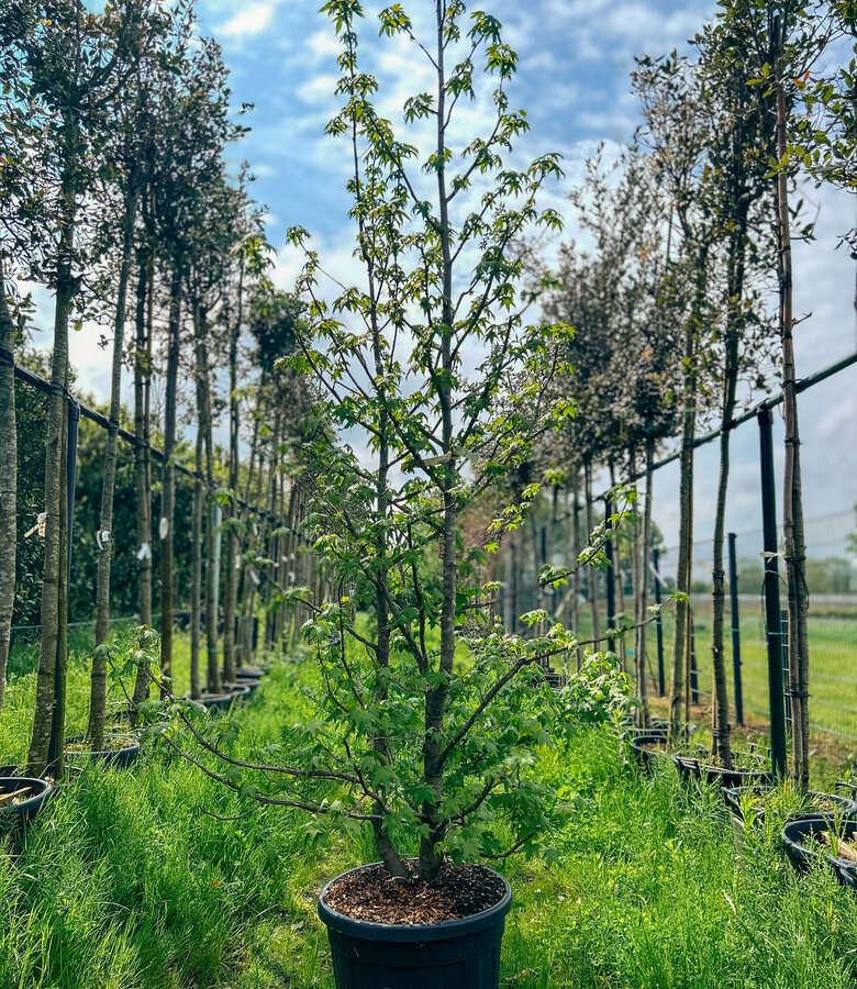 Amerikaanse Amberboom | Liquidambar styraciflua