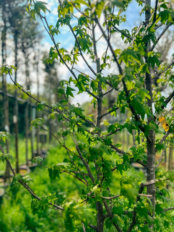 Amerikaanse Amberboom - Liquidambar styraciflua