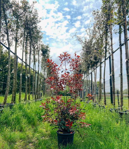 Red Robin, struik | Photinia Fraseri