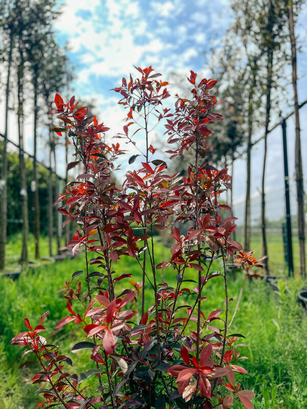 Photinia Fraseri | Red Robin struik