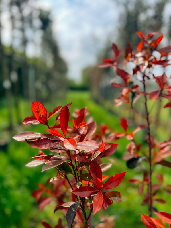 Photinia Fraseri | Red Robin struik