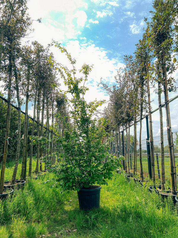 Chinese Vernisboom | Koelreuteria paniculata