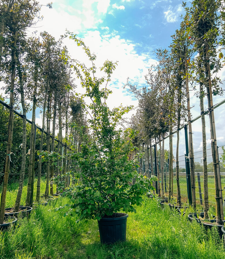 Chinese Vernisboom | Koelreuteria paniculata