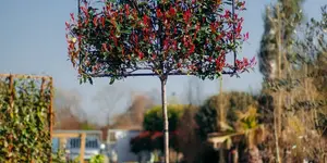 De leiboom: een groene arcihitecturale kunstvorm