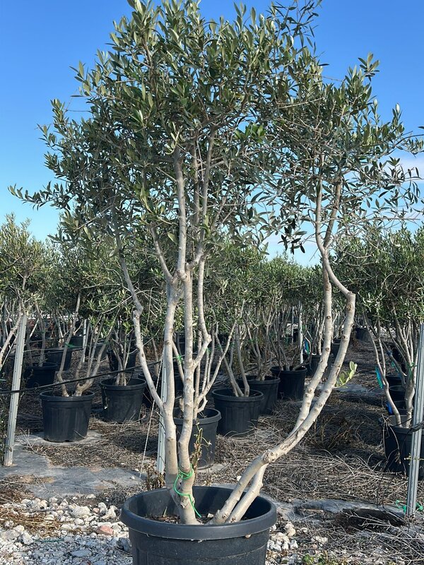 Olijfboom Meerstammig