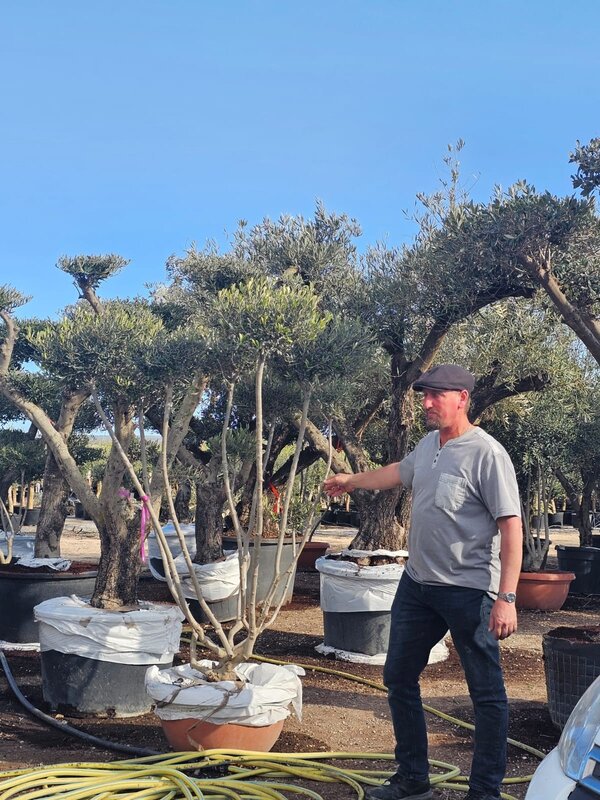 Olijfboom Meerstammig