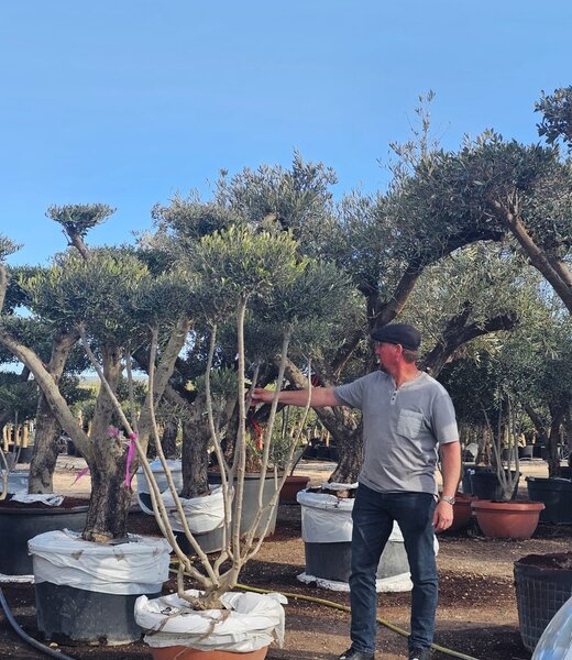 Olijfboom Meerstammig