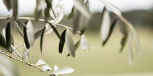 Olijfbomen in de winter: Complete gids met tips & verzorging