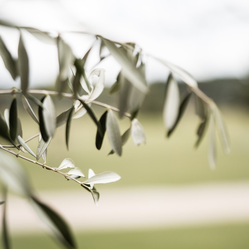 Olijfbomen in de winter: Complete gids met tips & verzorging