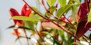 Snoeien van bomen: wanneer, hoe en waar je op moet letten