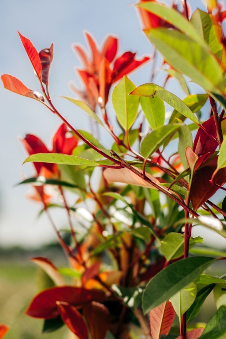 Snoeien van bomen: wanneer, hoe en waar je op moet letten