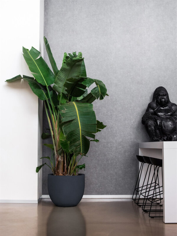 Luca Lifestyle Stretto New Egg Pot 55 55x46 - Anthracite