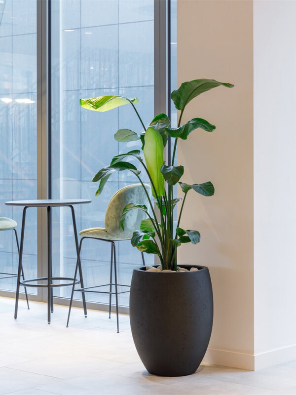 Luca Lifestyle Grigio Tall Balloon 74 74x92 - Anthracite