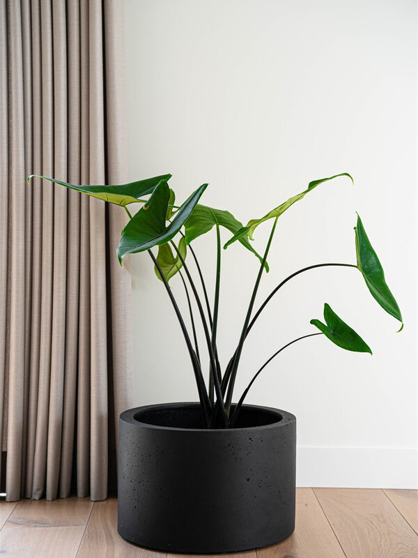 Luca Lifestyle Grigio Cylinder 48 48x32 - Anthracite