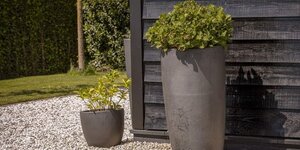 Hoe verzorg je een boom in een pot?