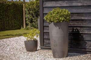 Hoe verzorg je een boom in een pot?