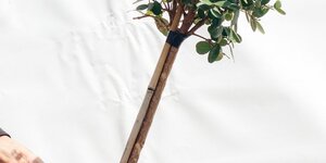 Boom verpotten: zo pak je dat aan.