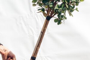 Boom verpotten: zo pak je dat aan.