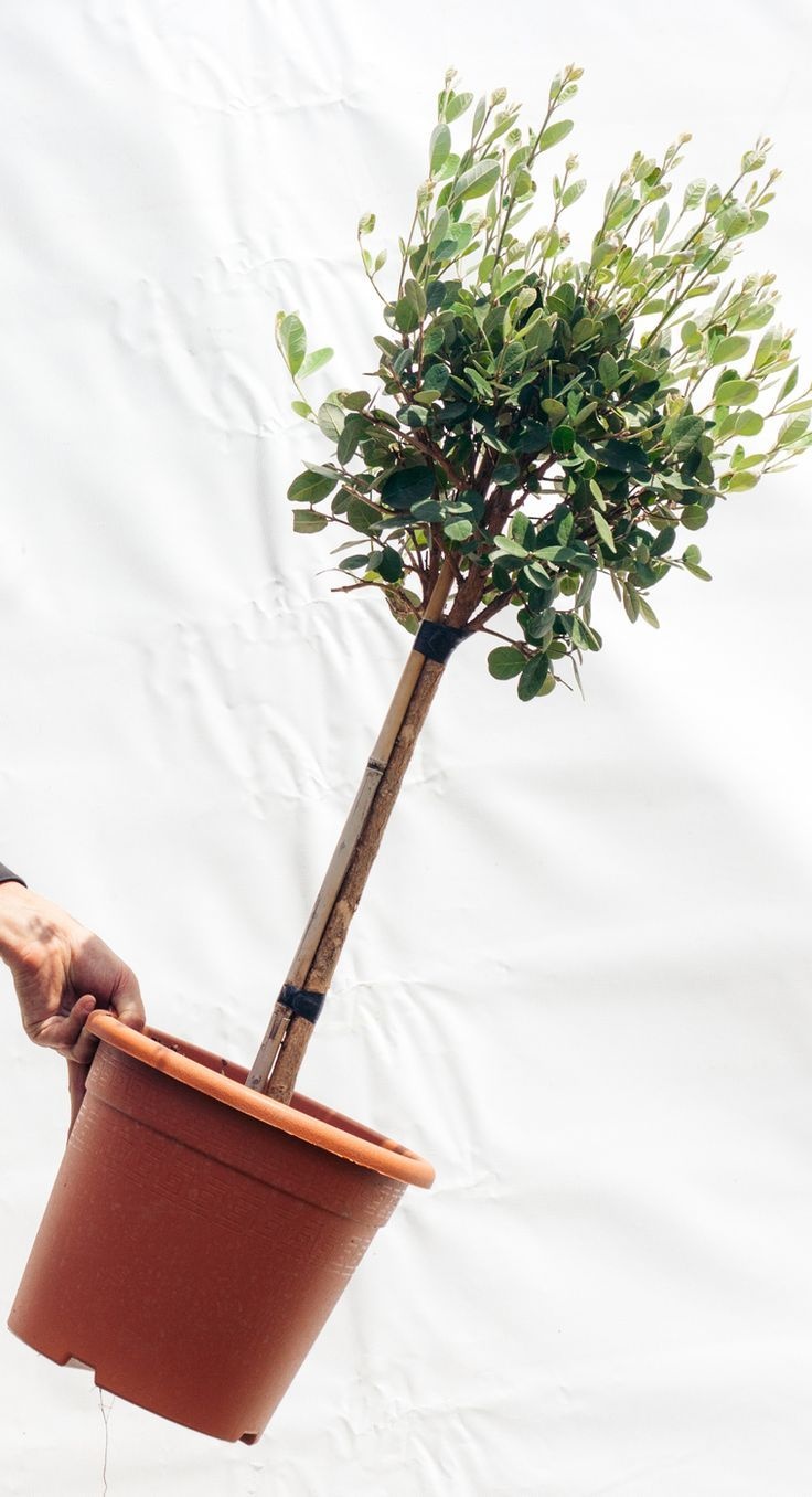 Boom verpotten: zo pak je dat aan.