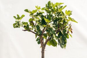 De ultieme gids: hoe plant je een boom stap voor stap?