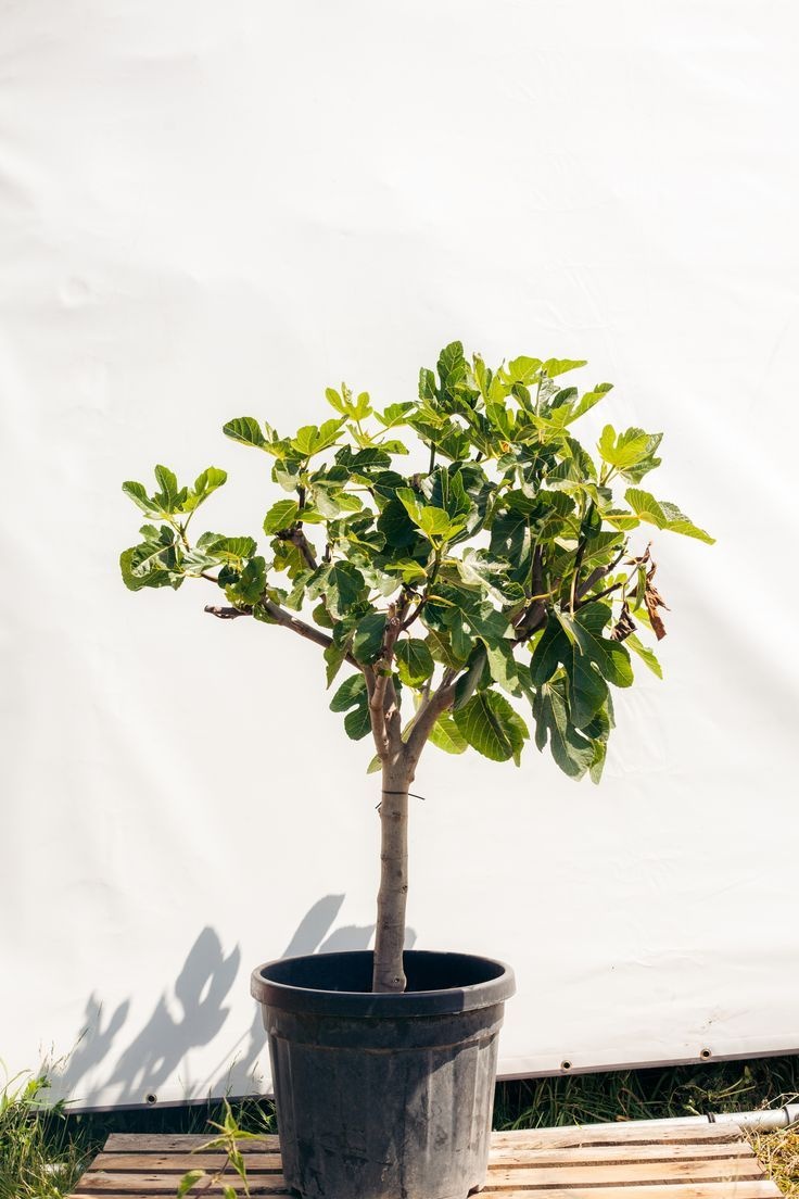 De ultieme gids: hoe plant je een boom stap voor stap?