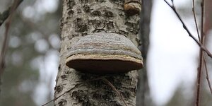 Hoe herken je een zieke boom en wat kan je er aan doen?